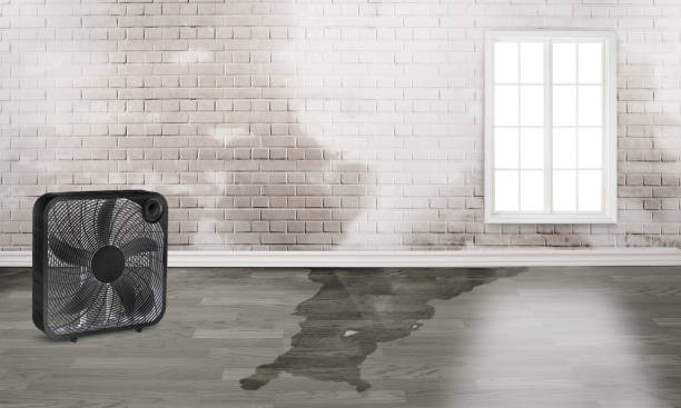Best Water damage restoration process  in South Miami, FL